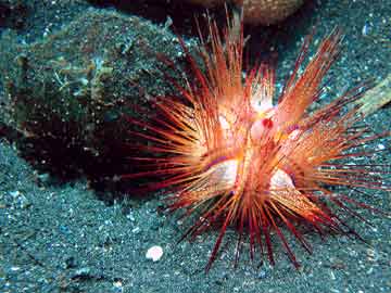 Sea urchin