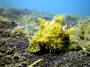 Weedy Frogfish