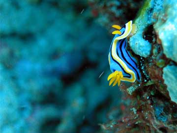 nudibranch