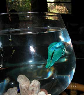 Alfonzo, also known as Elvis with the blue suede
fins, on our dining room table