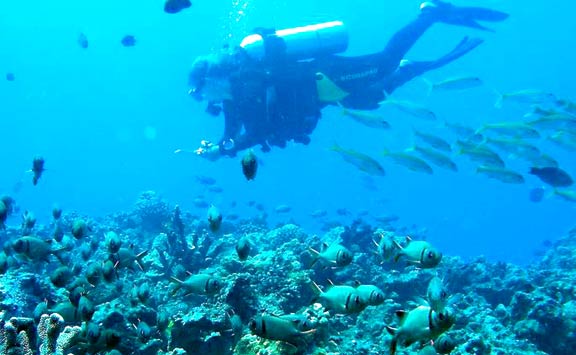 Here I am underwater with
my fish counting slate.