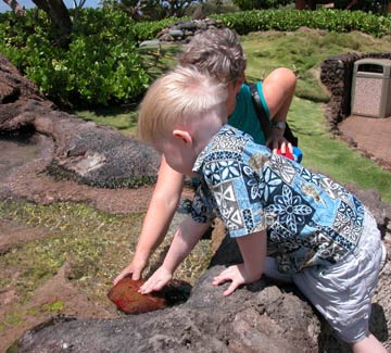 Touch a Seastar at the Touch Pool