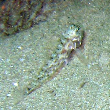 Hawaiian Sand Goby