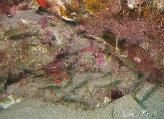 It think baby Iridescent Cardinalfish