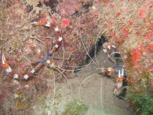 Banded Cleaner Shrimp