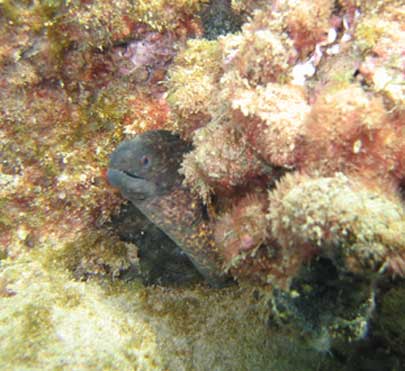 Yellowmargin Moray Eel