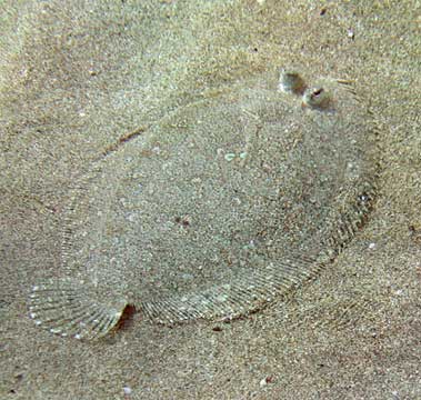 Flowery Flounder