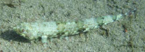 Ulae Lizardfish