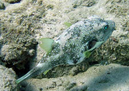 Stripbelly Pufferfish