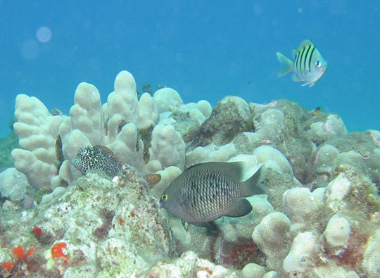 Shortbodied Blenny, Pacific Gregory, and Indo-Pacific Sargeant