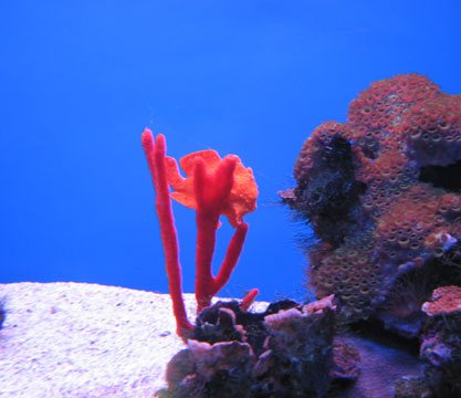 frogfish