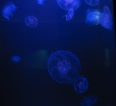 jellies