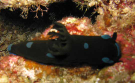 Gloomy Nudibranch