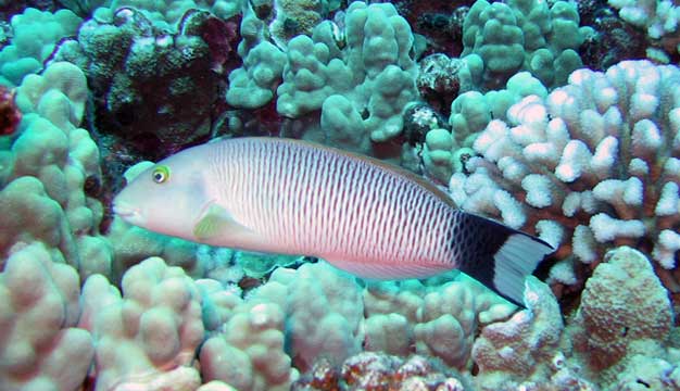 Blacktail Wrasse