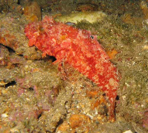 Decoy Scorpionfish