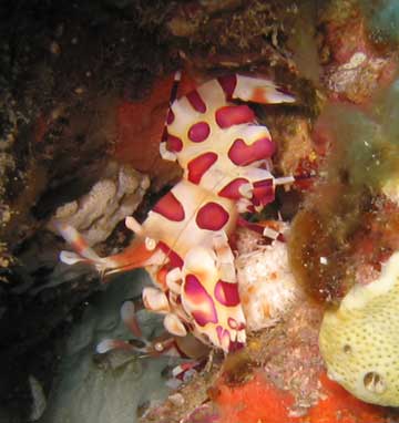 Harlequin Shrimp