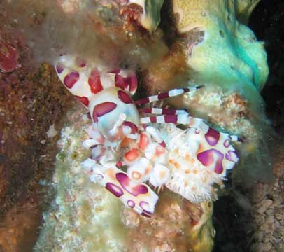 Harlequin Shrimp