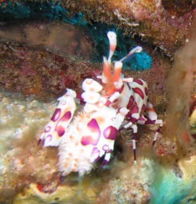 Harlequin Shrimp