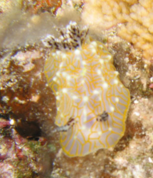 Gold Lace Nudibranch