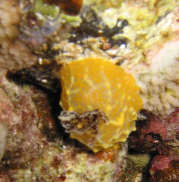 Gold Lace Nudibranch