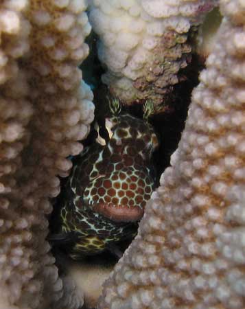 Shortbodied Blenny