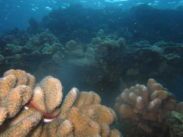 Cauliflower Coral Spawning