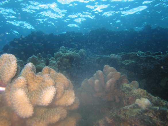 Cauliflower Coral Spawning