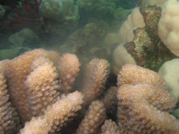 Cauliflower Coral Spawning