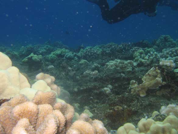 Cauliflower Coral Spawning