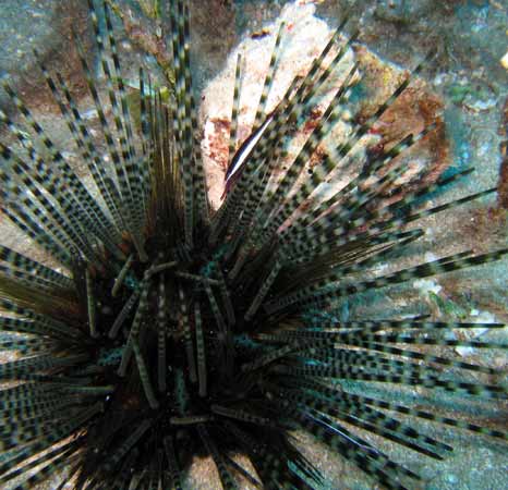 White Stripe Urchin Shrimp