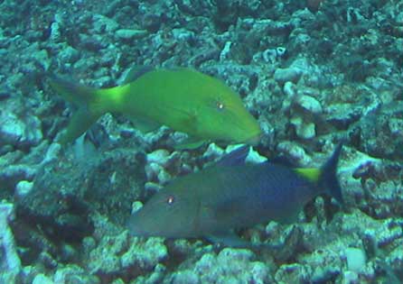 Yellow Blue Goatfish