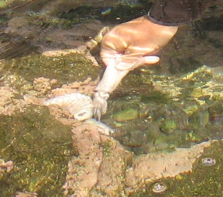 Octopus being feed