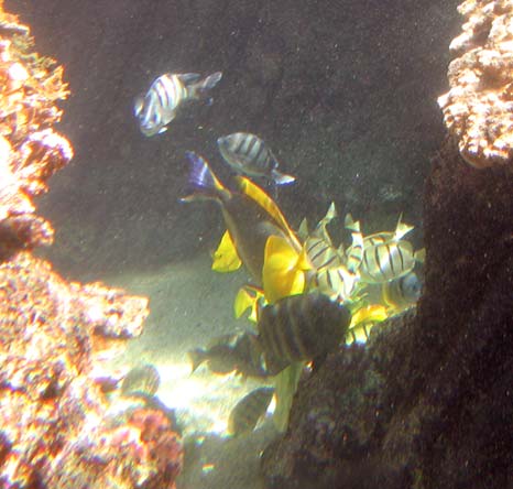 Fish feeding on lettuce