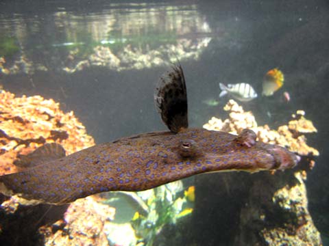 Peacock Flounder