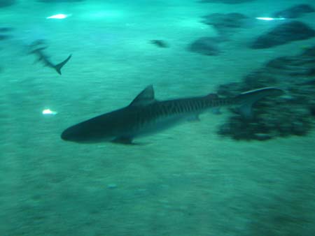 Tiger Shark