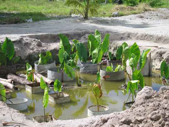 Taro patch