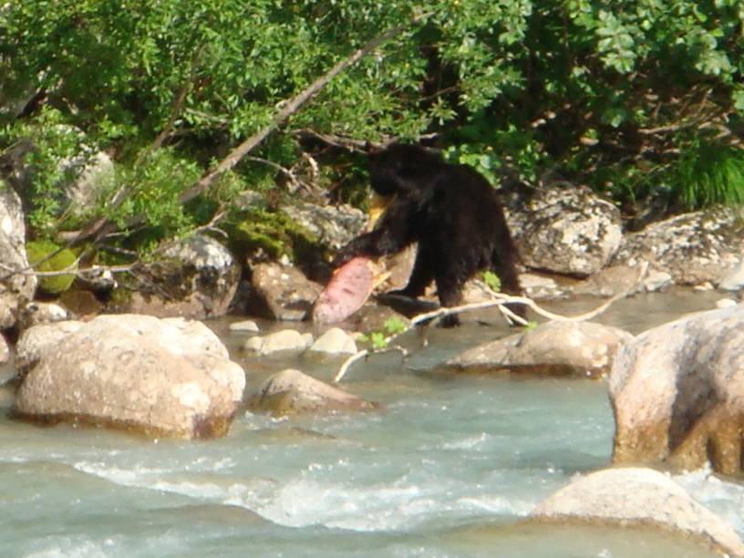 Black bear with his salmon