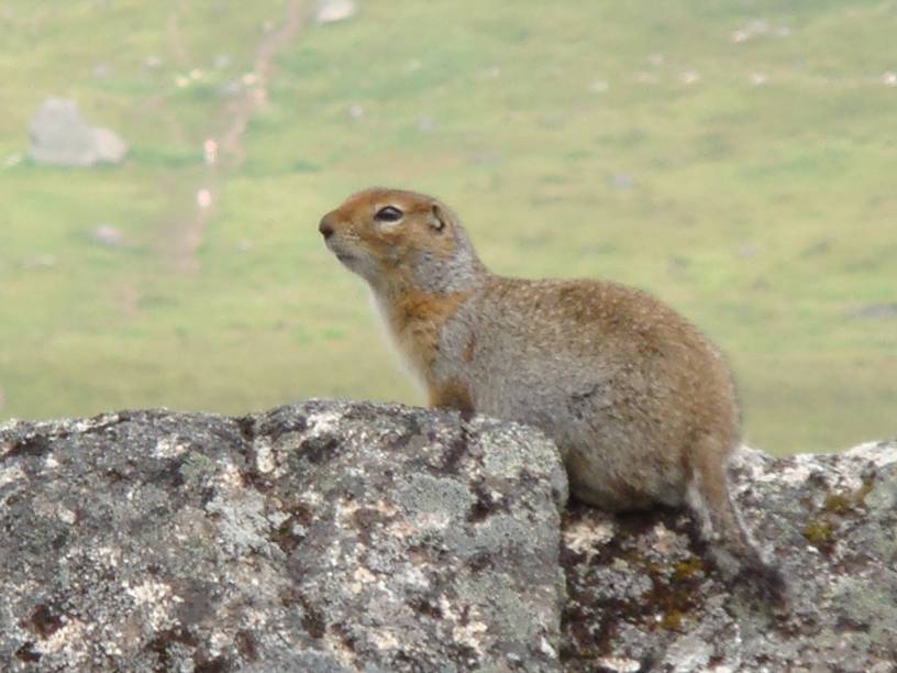 A local resident Ground Squirrel