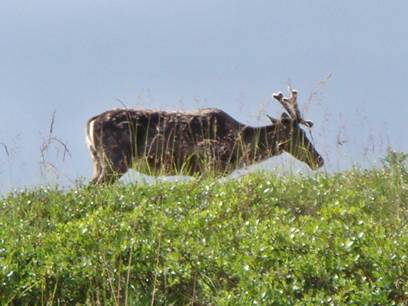 Caribou