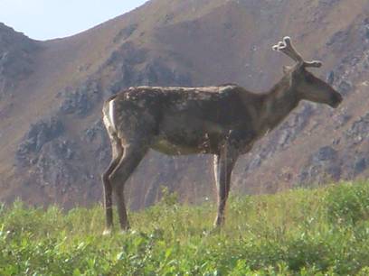 Caribou