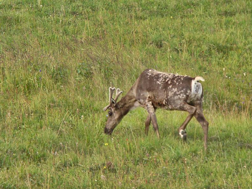 Caribou