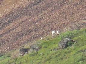 Dall's Sheep