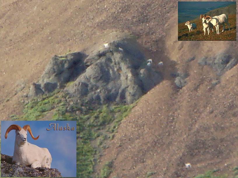 Dall's Sheep