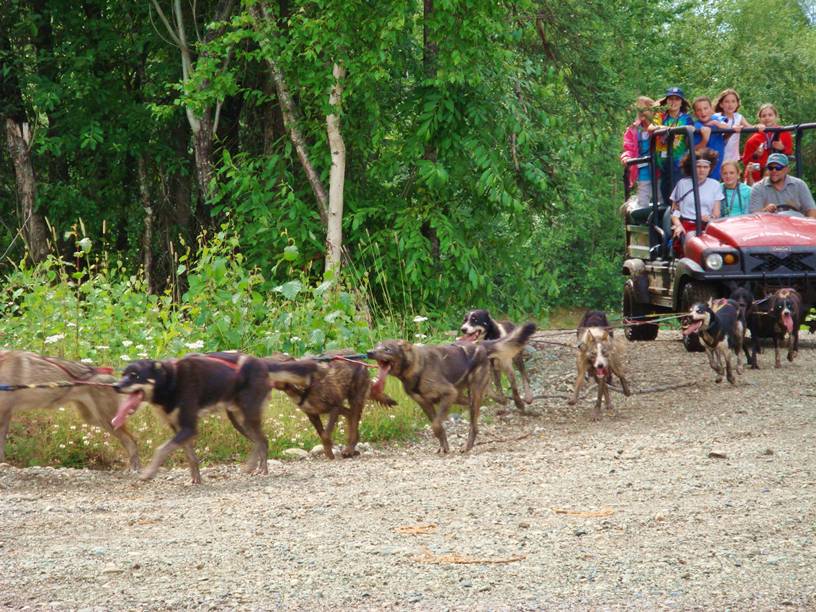 Summer dog sledding