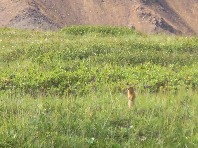 ground squirrel