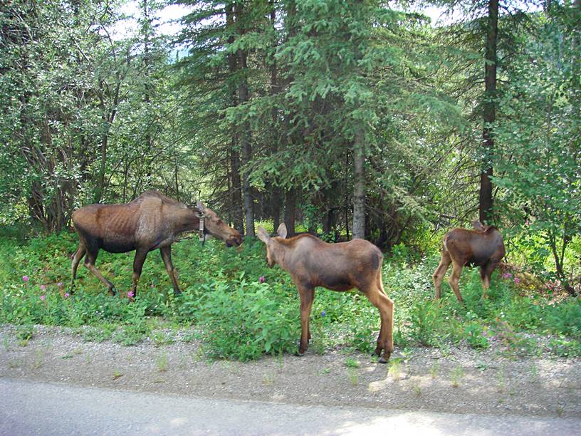 Moose and calves