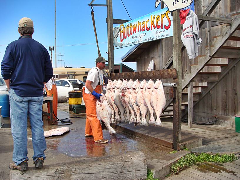 Halibut catch