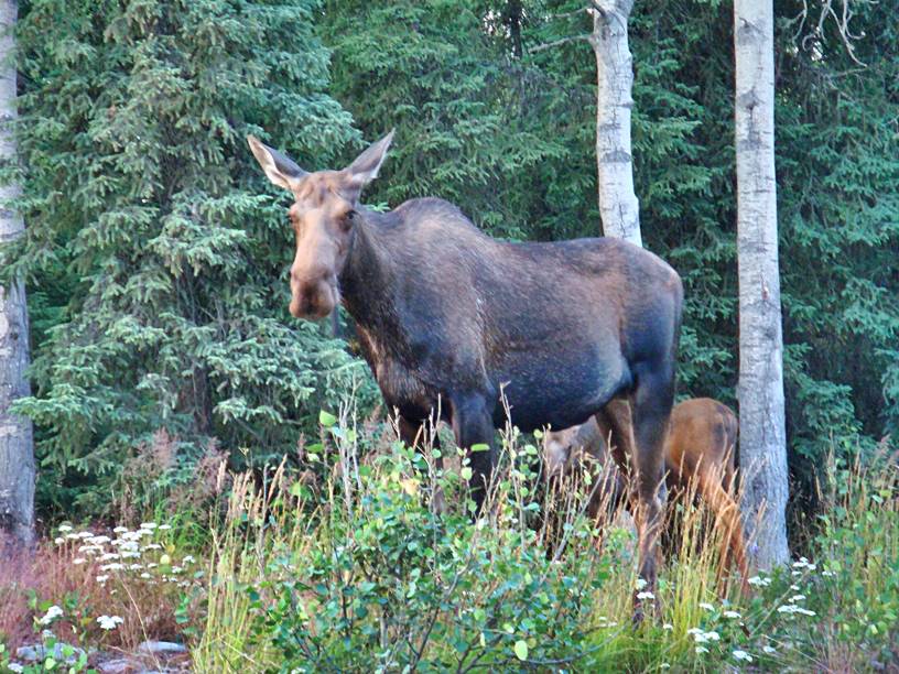 Babymoose peaking out from under Mom