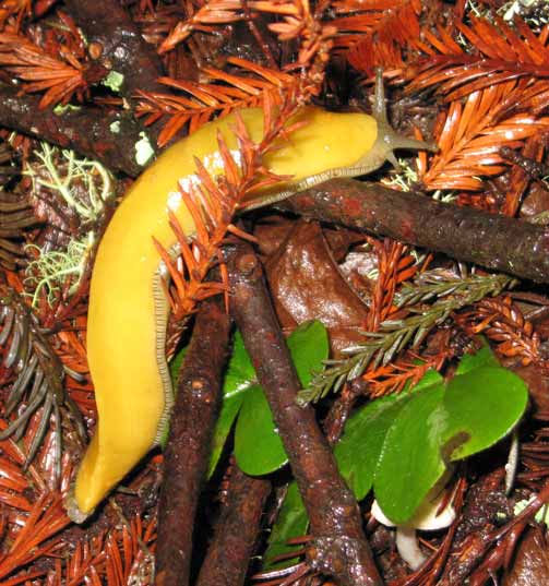 Banana_Slug