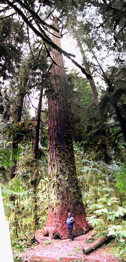 Nan by tree